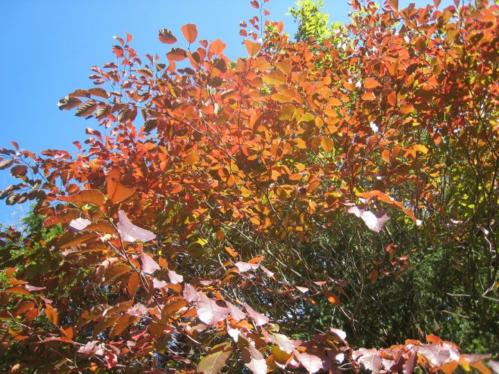 10 25紅葉の工石山を楽しむ秋の登山 受付終了 高知市工石山青少年の家